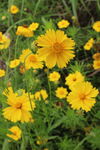 金鸡菊  