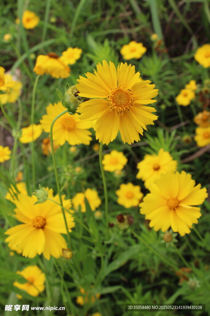 金鸡菊  