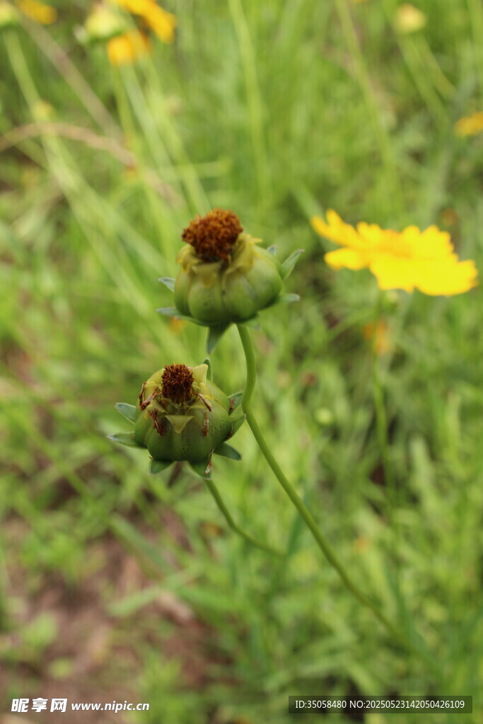 金鸡菊  