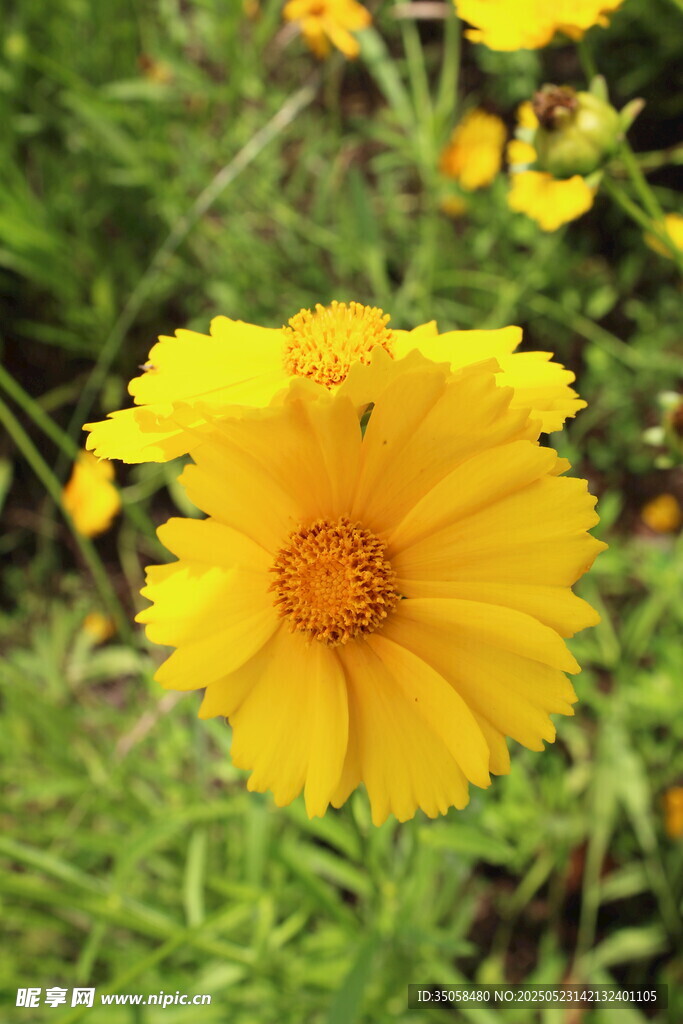 金鸡菊  