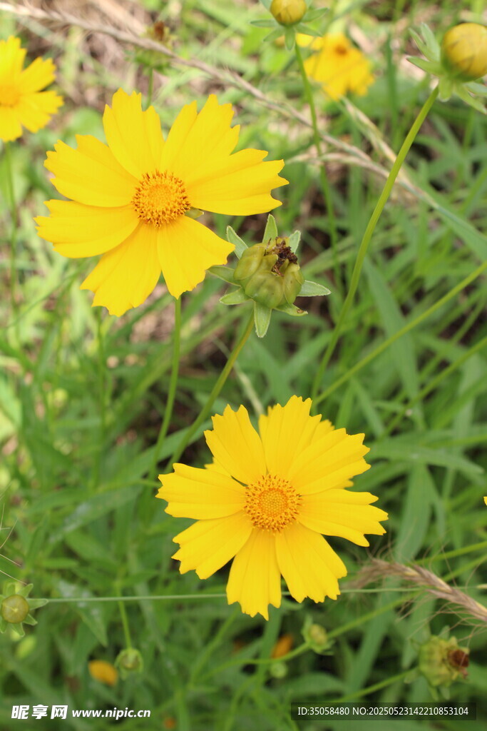 金鸡菊  