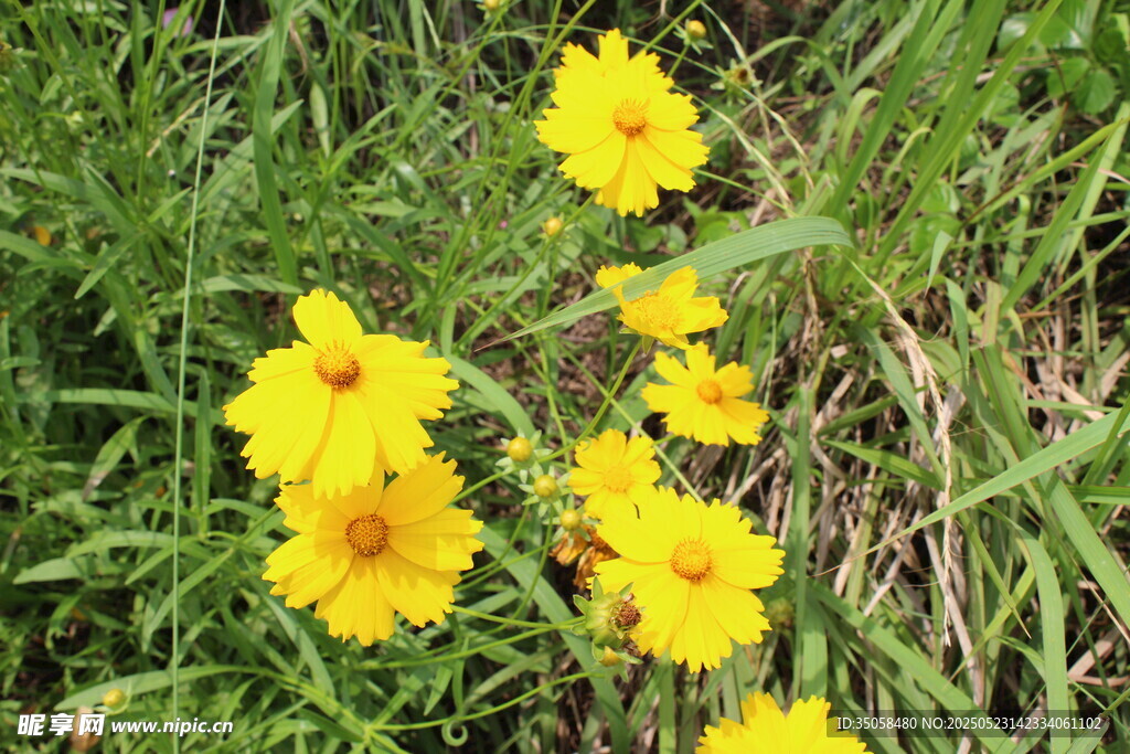 金鸡菊  