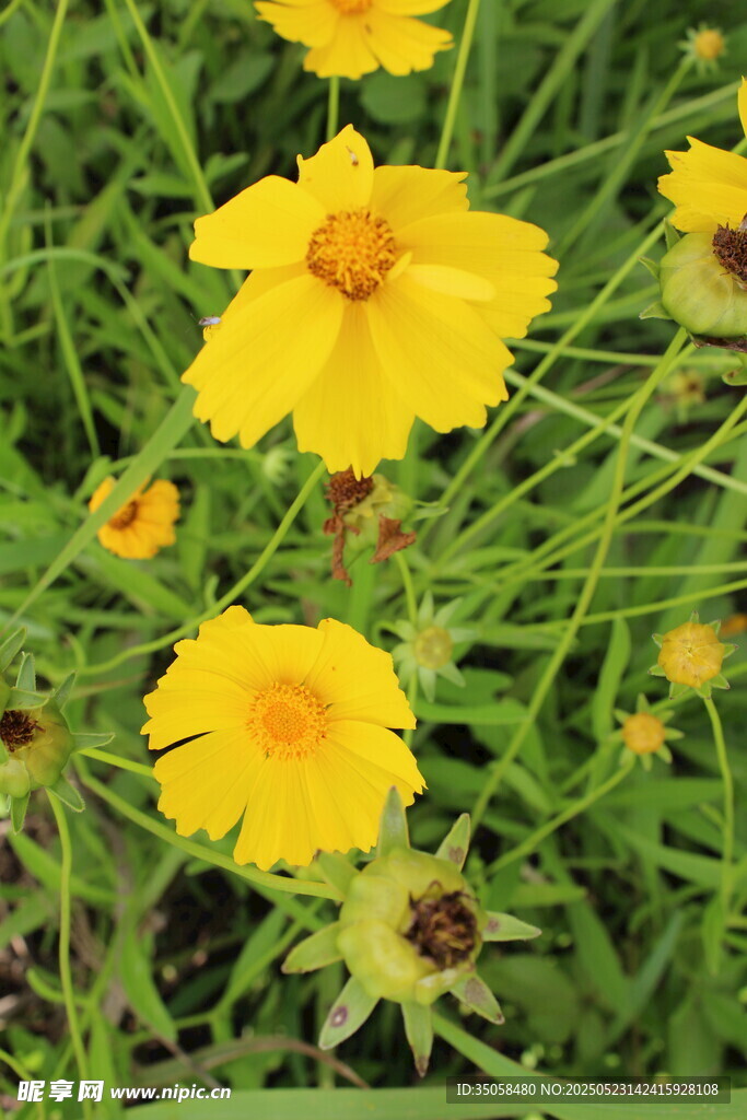 金鸡菊  