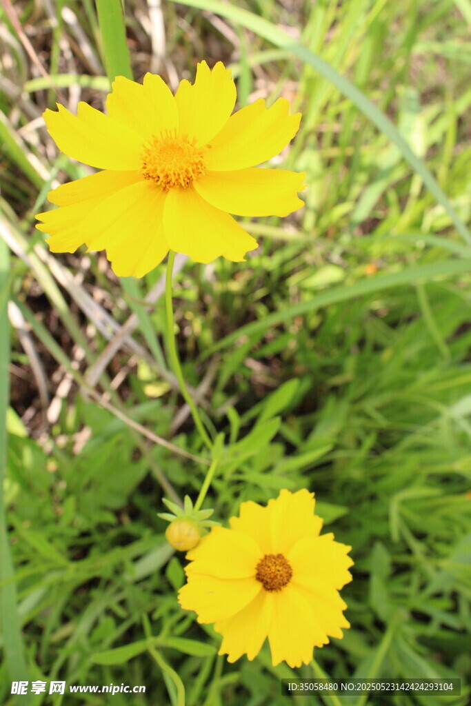 金鸡菊 