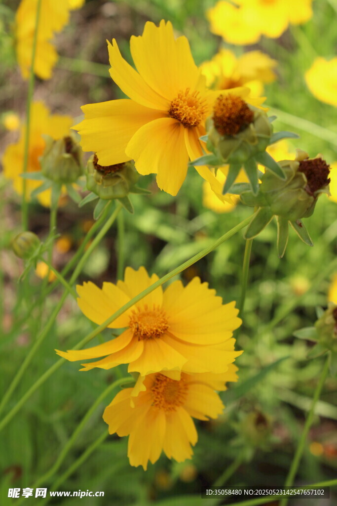 金鸡菊 
