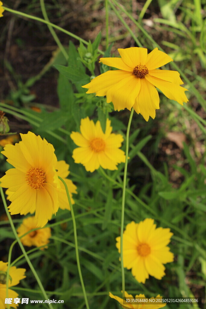 金鸡菊  
