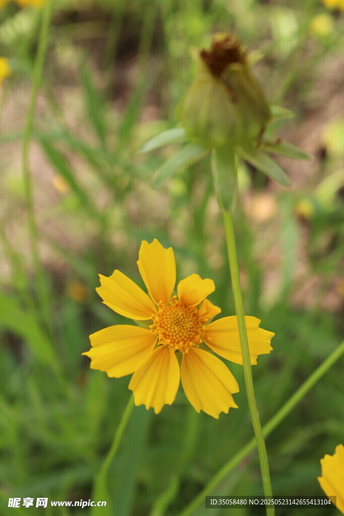 金鸡菊  