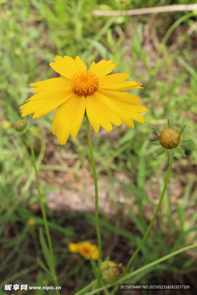 金鸡菊 