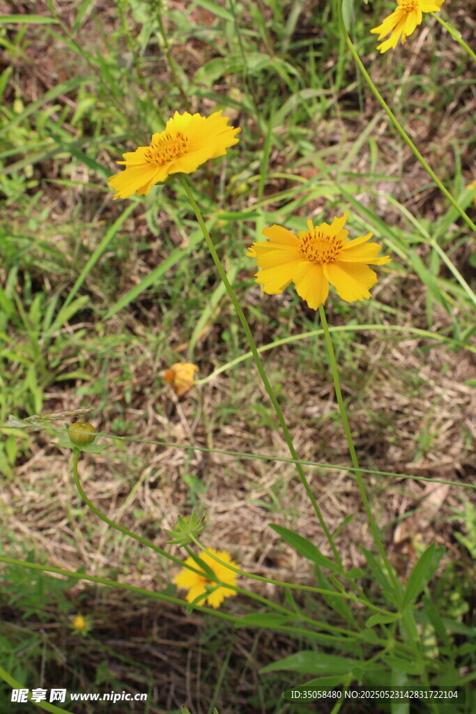 金鸡菊  