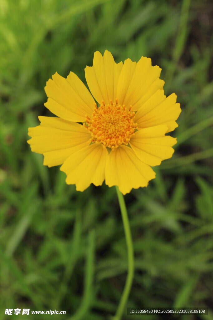 金鸡菊 