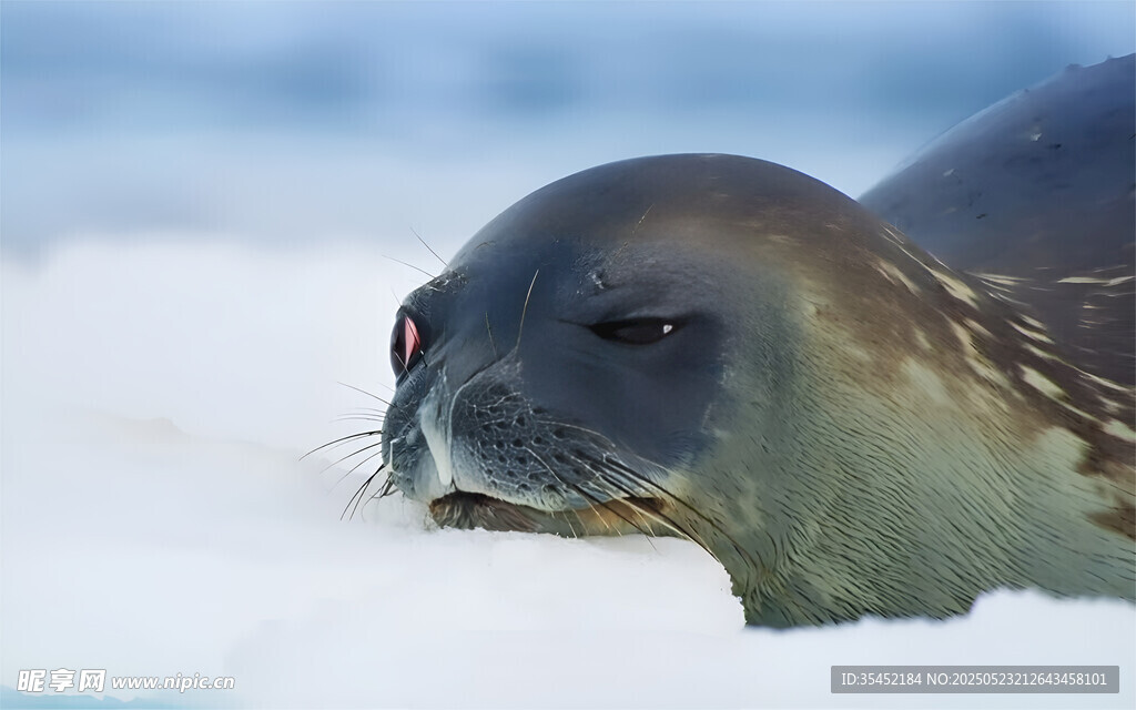海豹