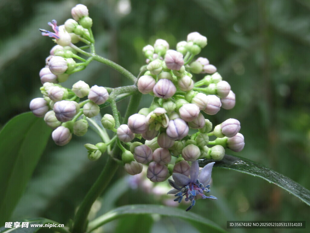 紫色花苞植物特写