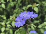 蓝紫色小花绽放绿叶间