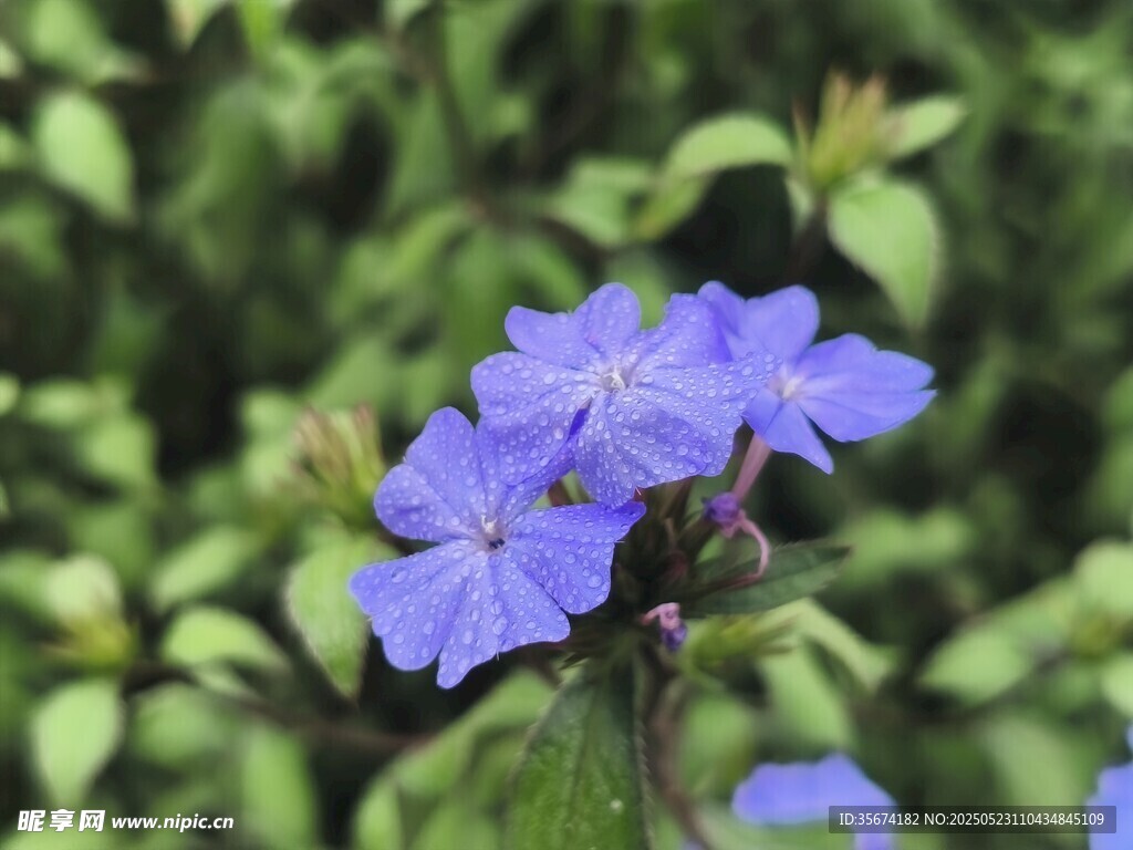 蓝紫色小花绽放绿叶间