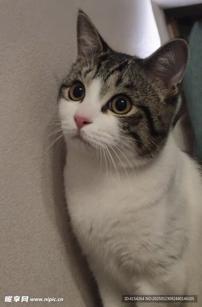 可爱猫咪抬头望