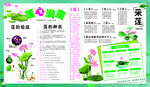 小学莲文化电子板报