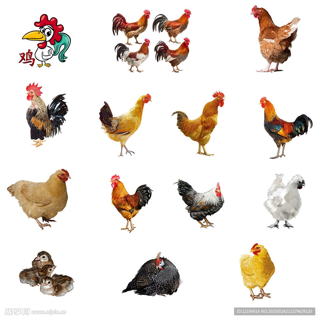 多样鸡类展示