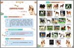 烈性犬只图片