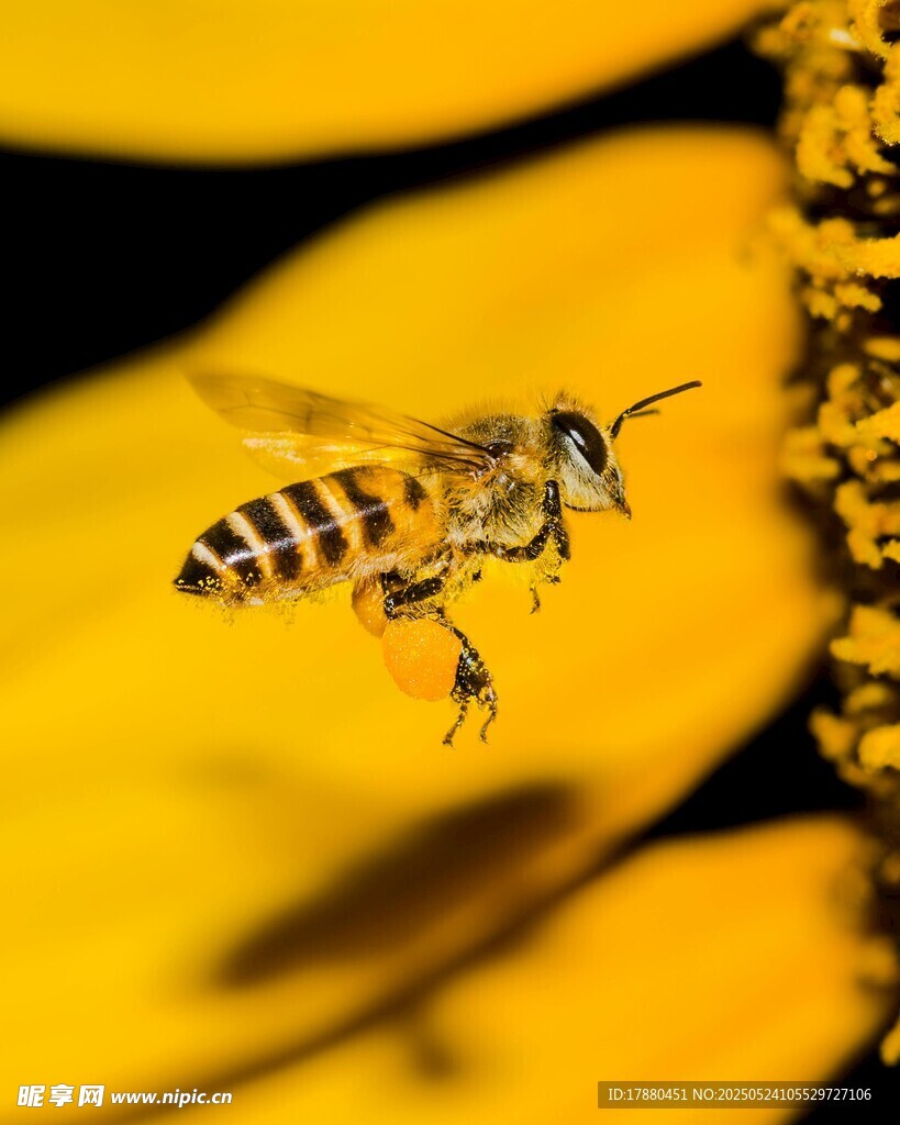 蜜蜂
