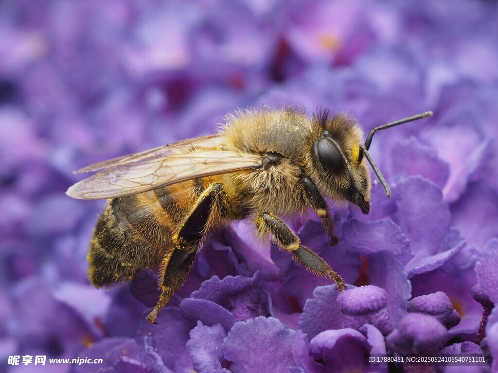 蜜蜂
