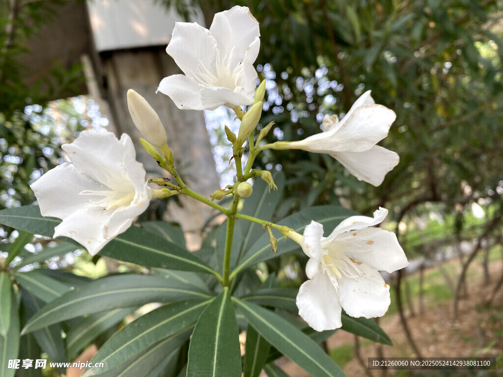 白色夹竹桃花