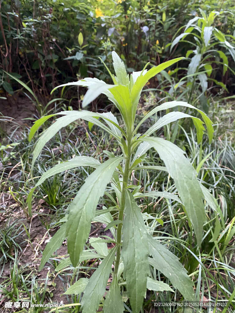 飞蓬草