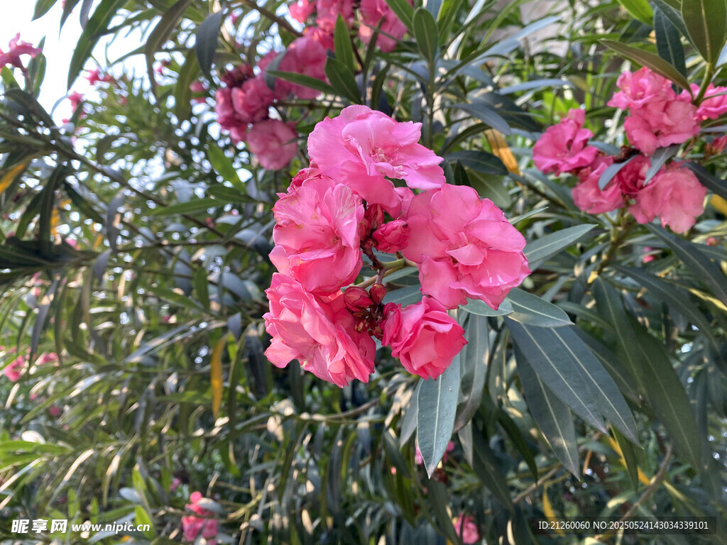 粉红色夹竹桃
