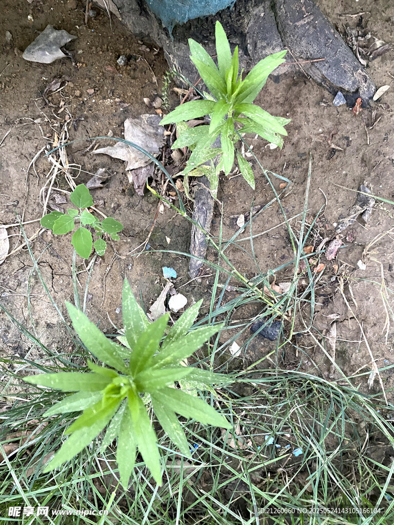 小飞蓬