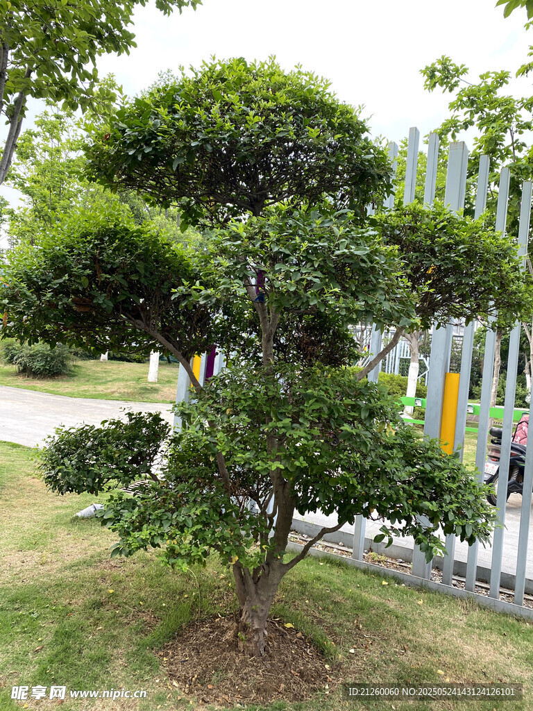 精致造型绿植景观