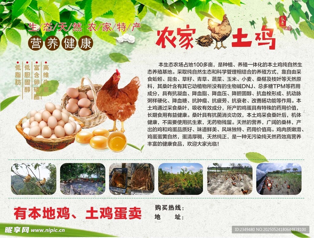 桑葚土鸡海报