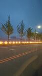 夜幕下的道路与树木