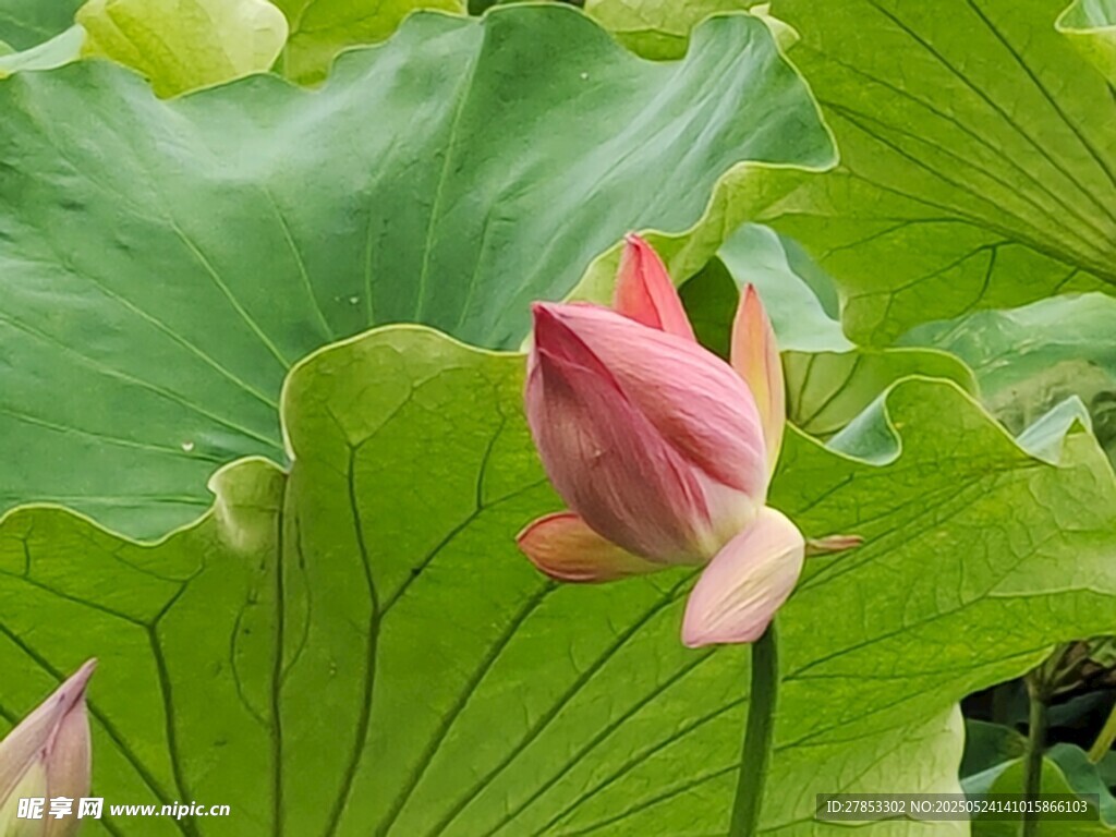 含苞待放的娇艳荷花