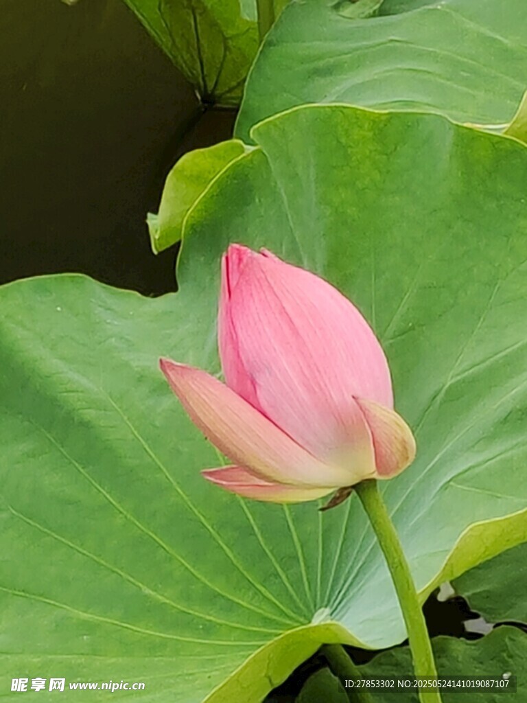 娇艳荷花绽放于绿叶间
