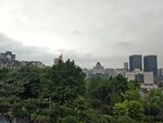 城市中的绿树与高楼景观