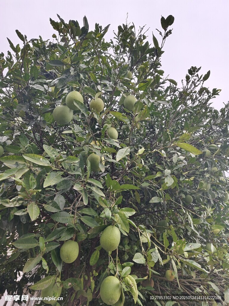 挂满青果的繁茂果树