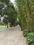 竹林间的幽静步道