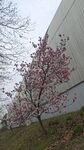 墙边绽放的粉色花枝