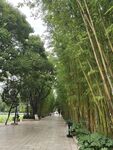 竹林间的幽静小道