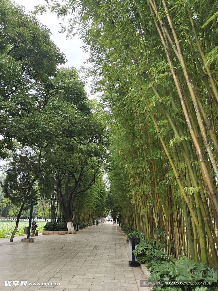 竹林间的幽静小道