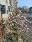 木兰花