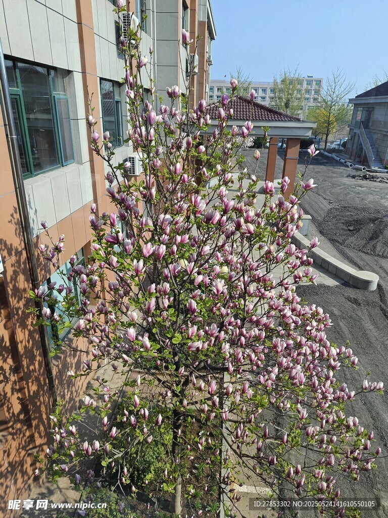 木兰花