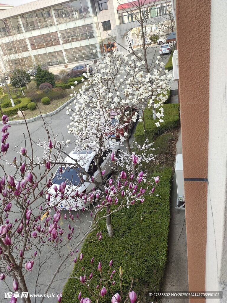 木兰花