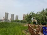 城市边的湿地景观