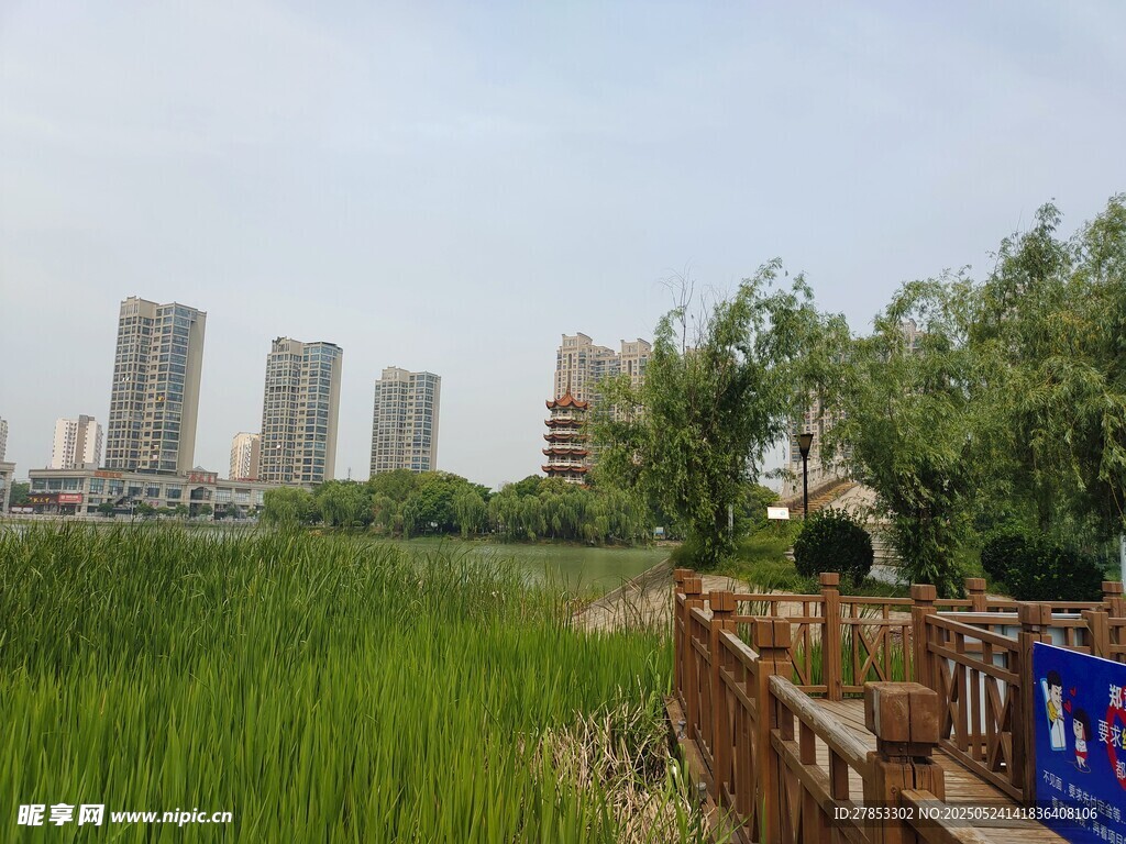 城市边的湿地景观