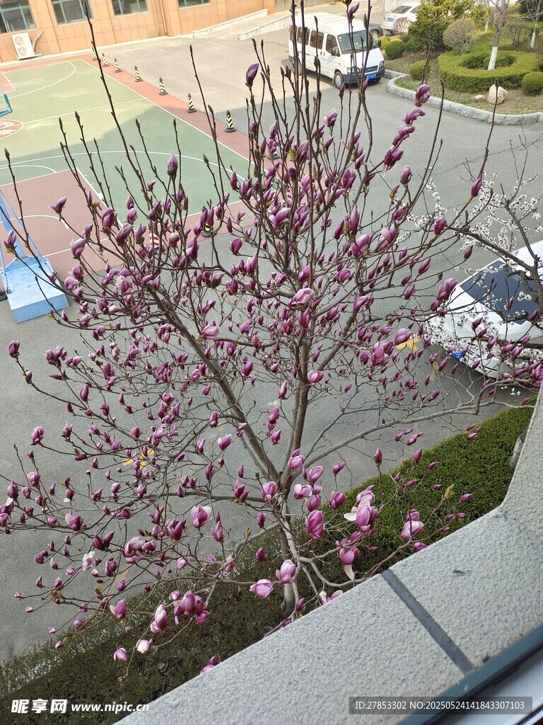 木兰花