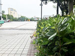 城市广场边的绿植景观