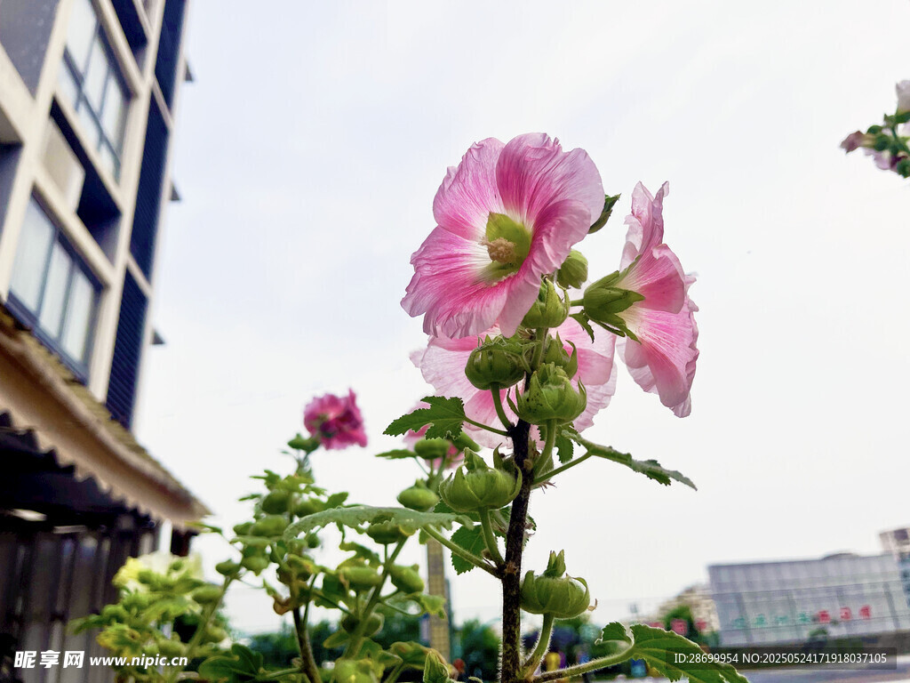 楼前绽放的娇艳粉色花朵