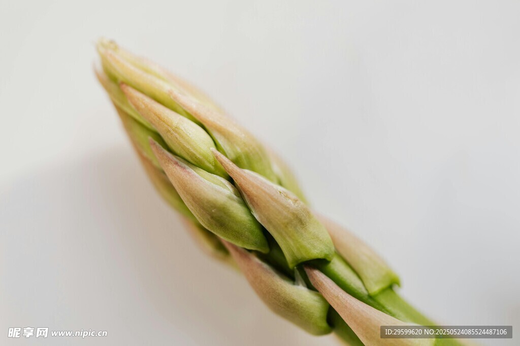 鲜嫩芦笋特写
