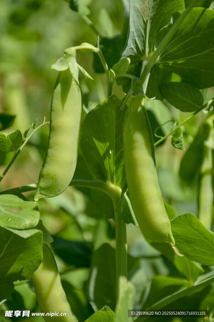 鲜嫩豌豆挂枝头