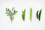 多样绿叶植物展示